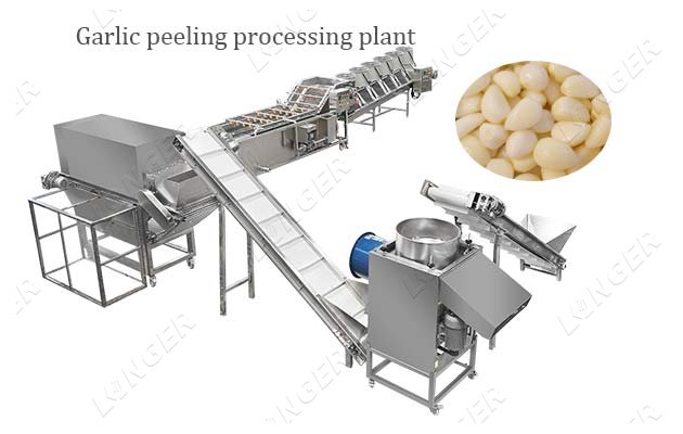 Industrial Garlic Peeling Processing 