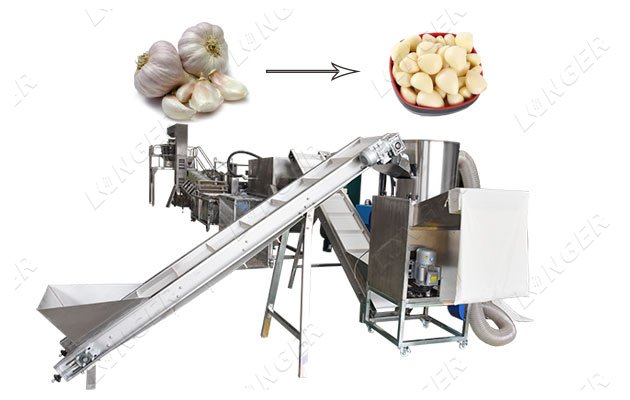 peeled garlic processing plant